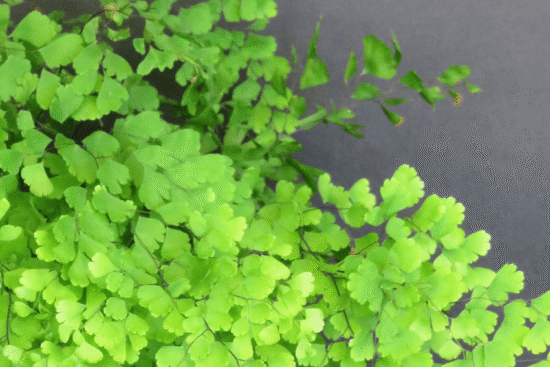 5 Houseplants That Can Survive in the Dark