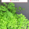 5 Houseplants That Can Survive in the Dark