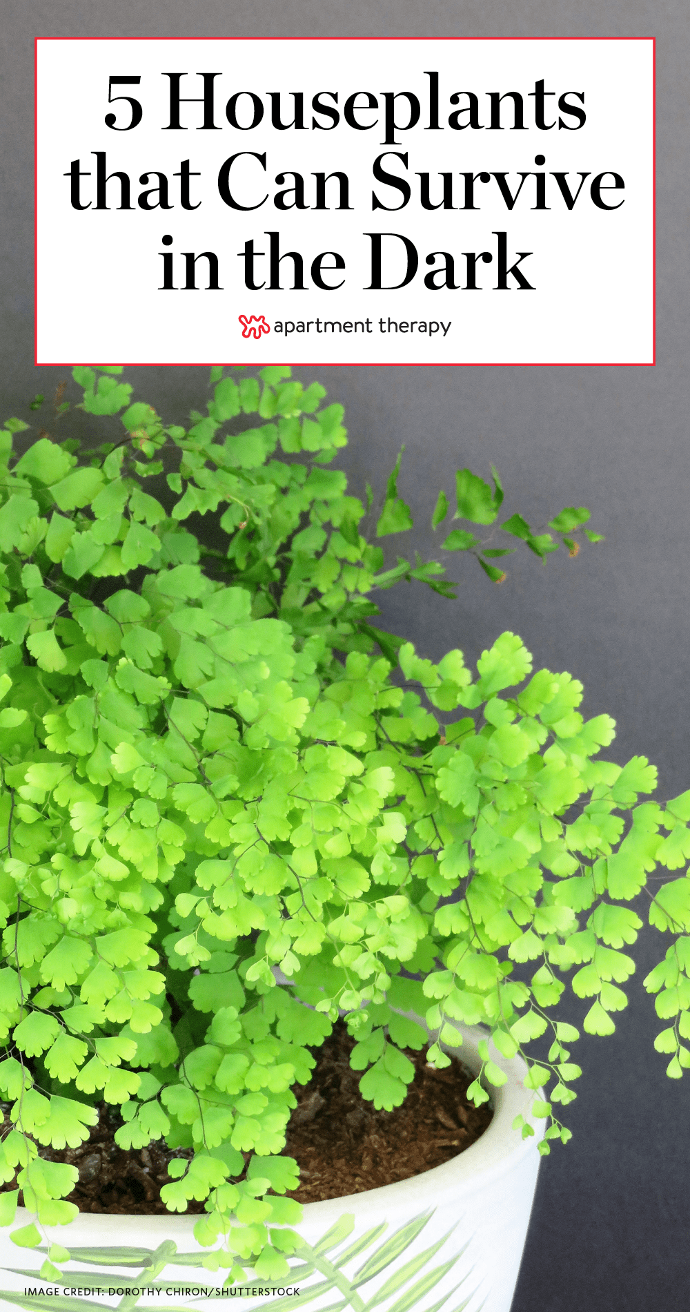 5 Houseplants That Can Survive in the Dark