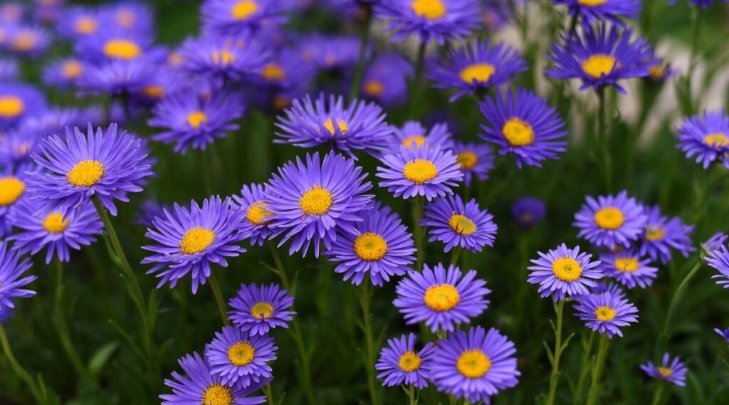 aster flower