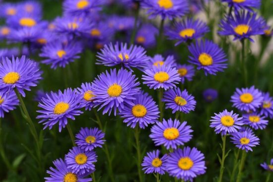 aster flower