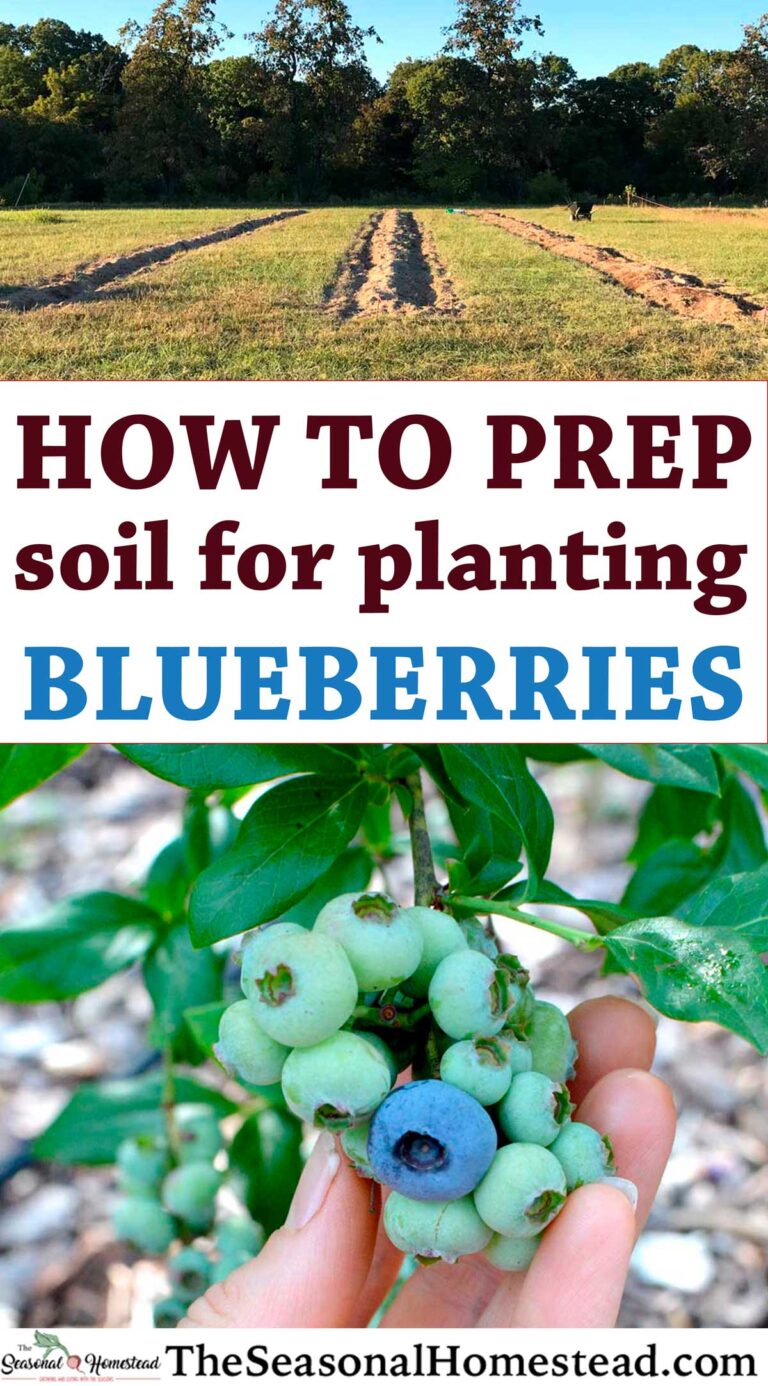 Growing Blueberries: Your Guide to Sweet Garden Success