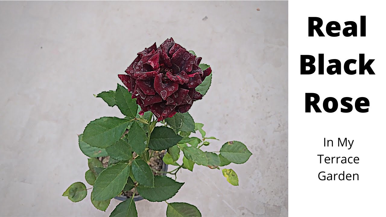 how to grow black roses - Picking the Right "Black Rose" Variety for Your Garden