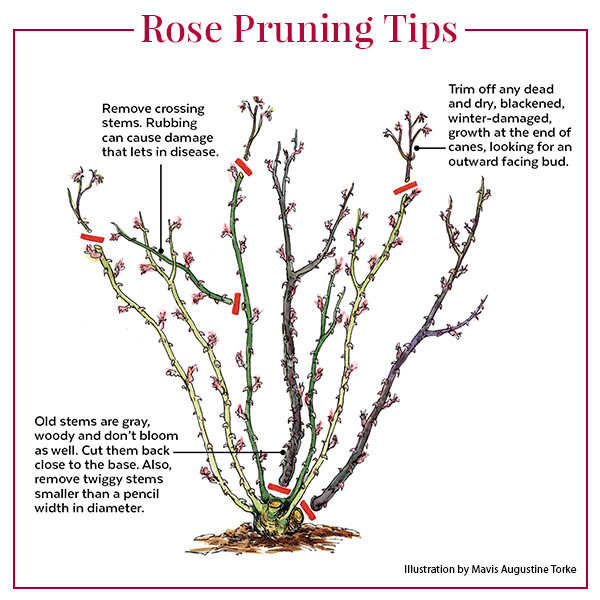 how to grow black roses - Pruning for Power: Shaping and Encouraging Blooms