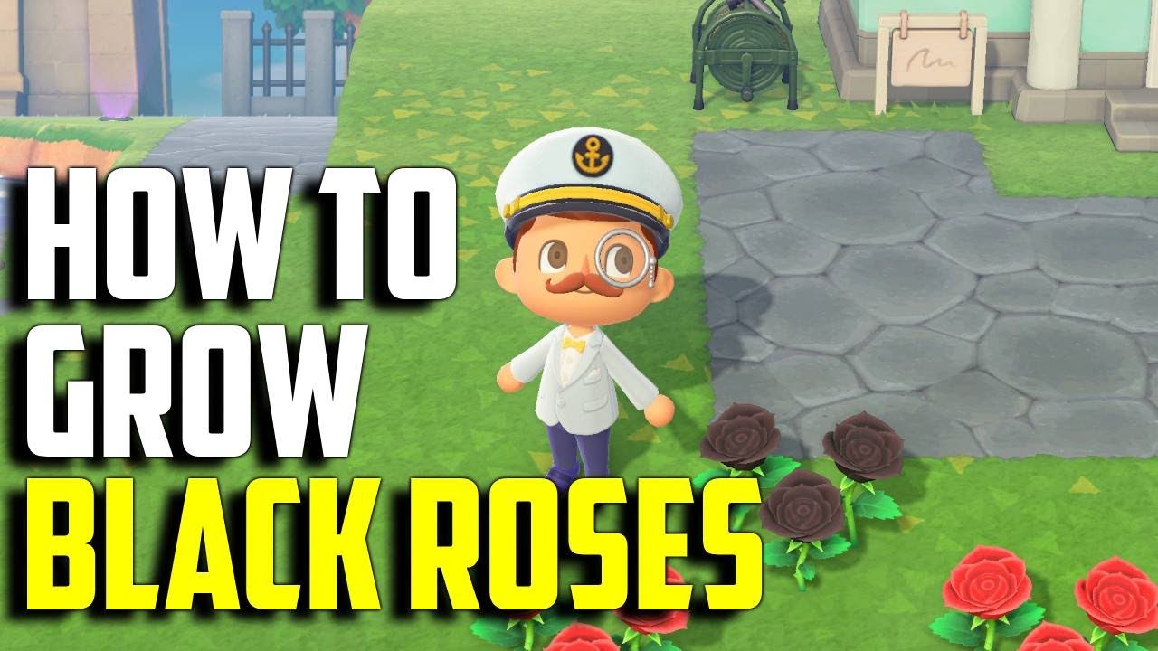 how to grow black roses - Dispelling Myths: What Black Roses Aren't