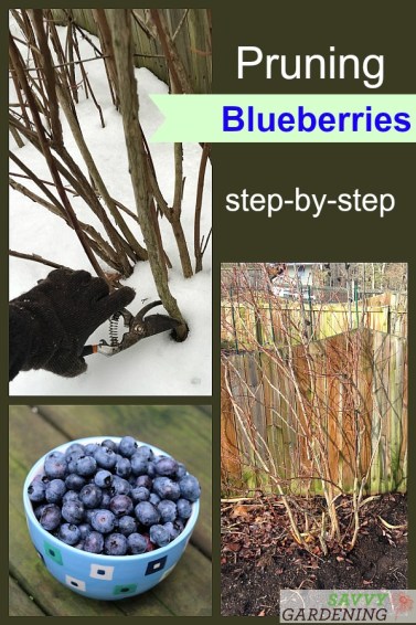 how to grow blueberry - Pruning for Better Berries and Bush Health