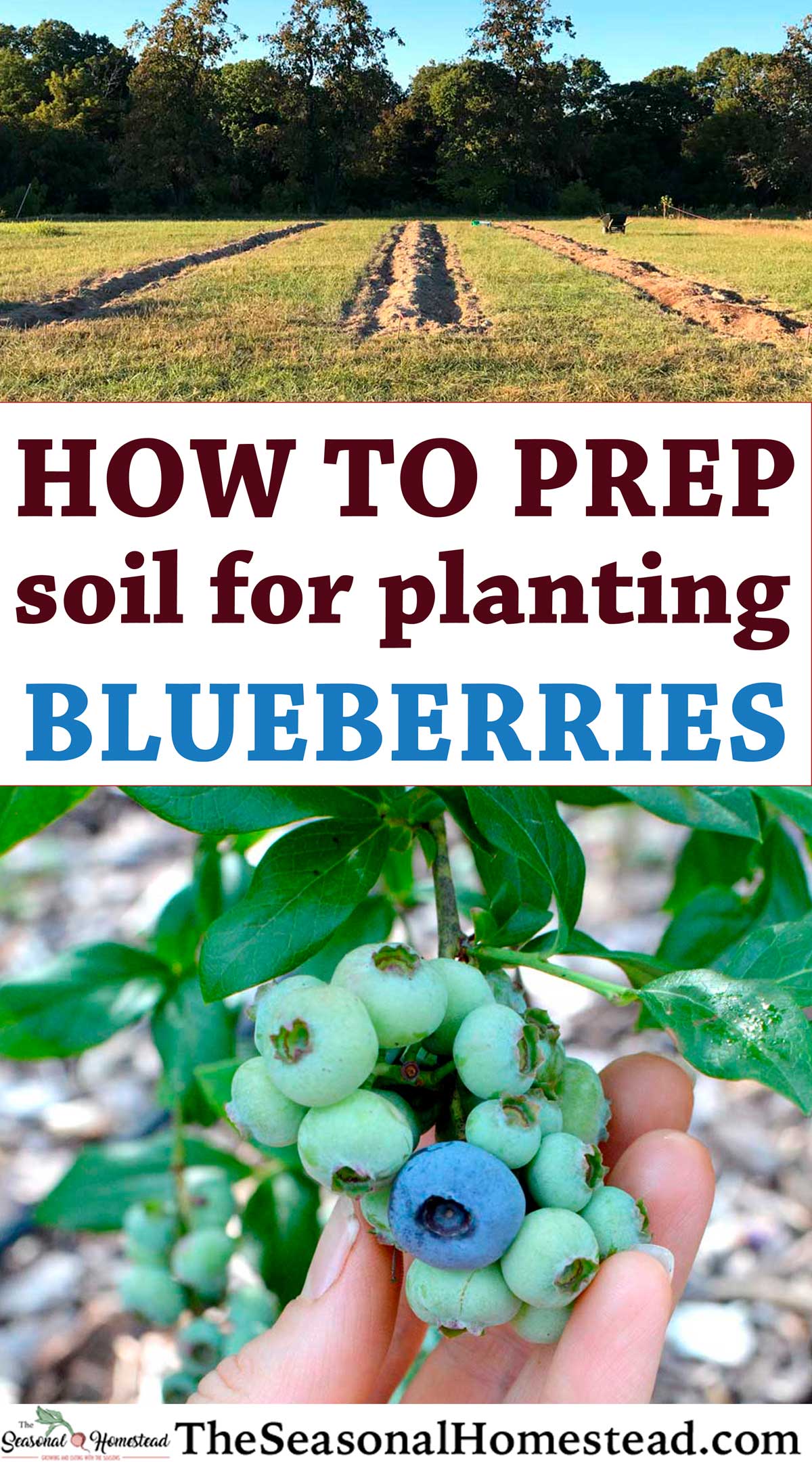 how to grow blueberry - Getting Your Soil Just Right: The Key to Blueberry Happiness