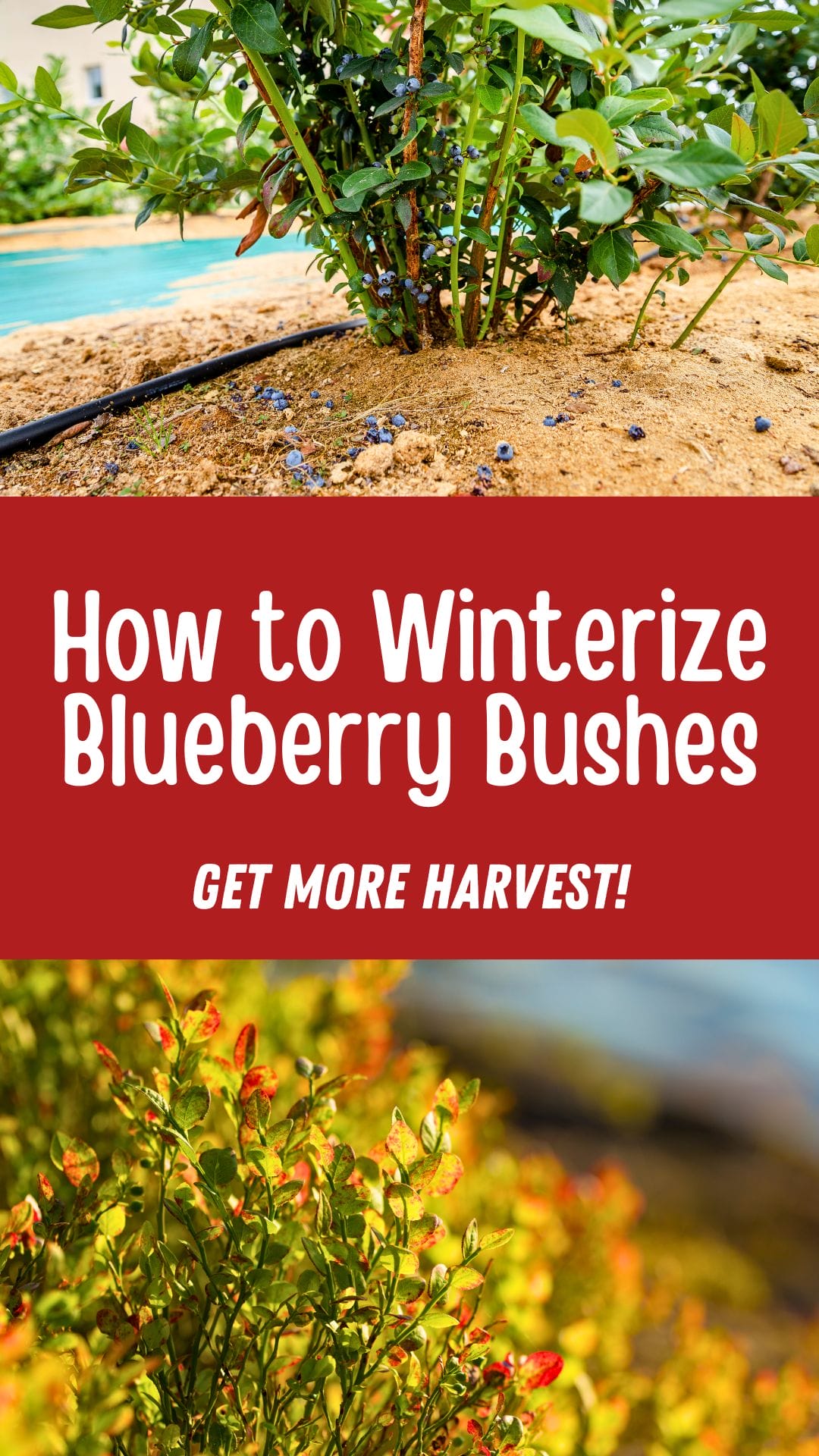 how to grow blueberry - Winter Care: Preparing Your Bushes for the Cold
