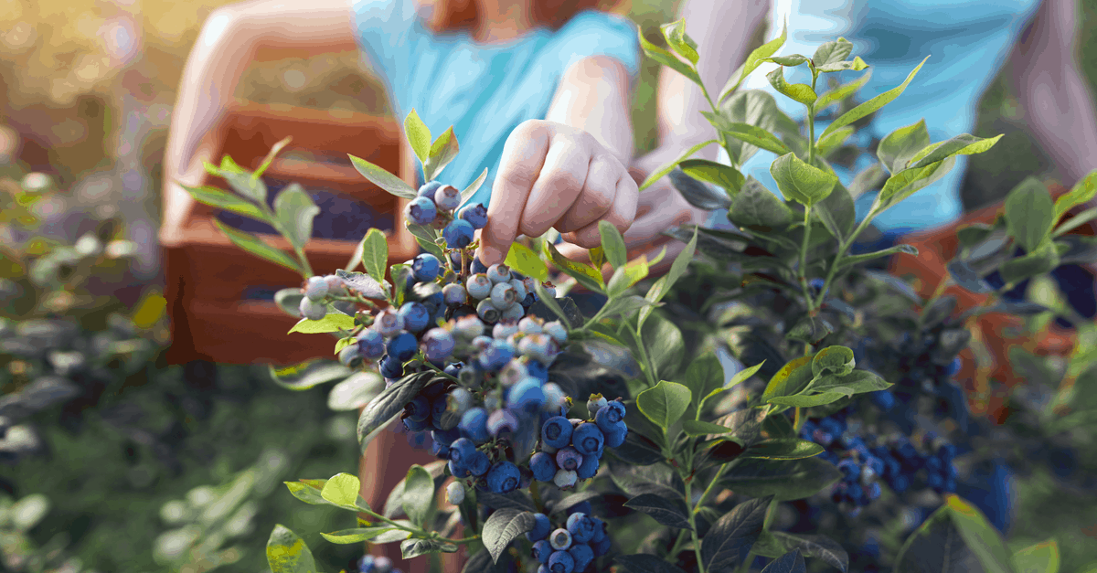 how to grow blueberry - Harvesting and Enjoying Your Crop