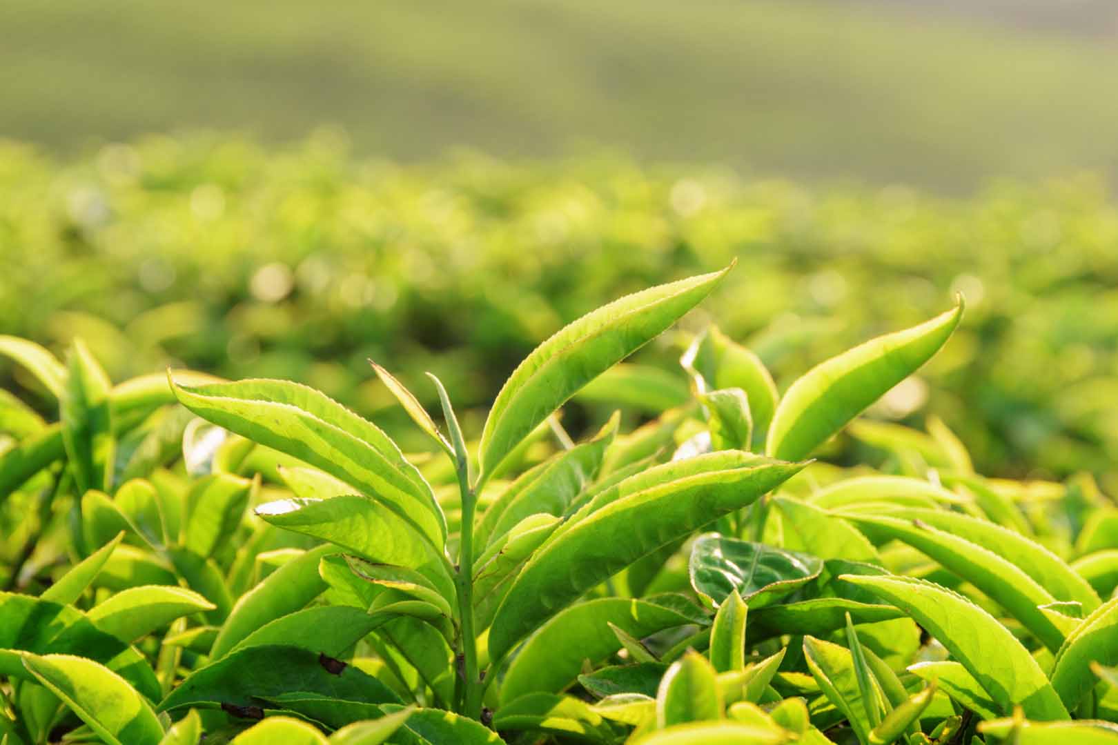 green tea - Understanding Green Tea: More Than Just Leaves and Water