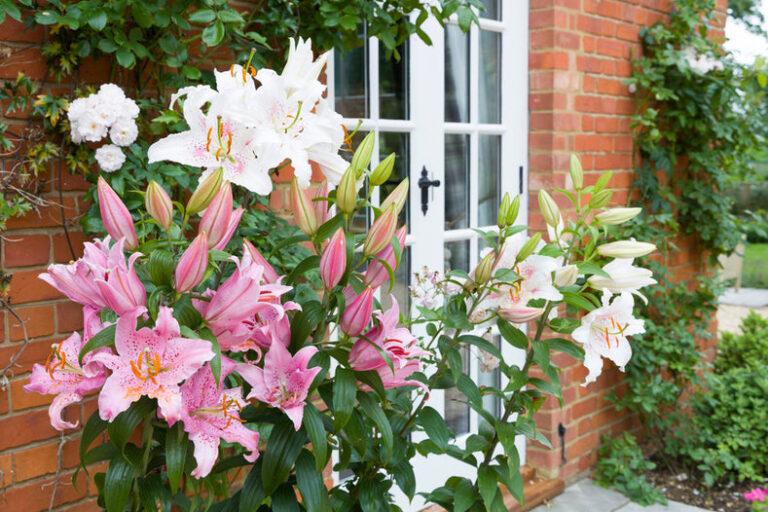 Grow Stunning Lilies: Your Simple Guide to Vibrant Blooms
